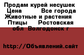 Продам курей несушек › Цена ­ 350 - Все города Животные и растения » Птицы   . Ростовская обл.,Волгодонск г.